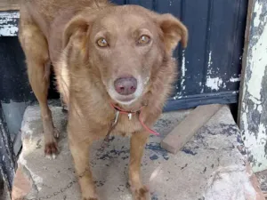 Cachorro raça Vira lata idade 4 anos nome Chiquinha