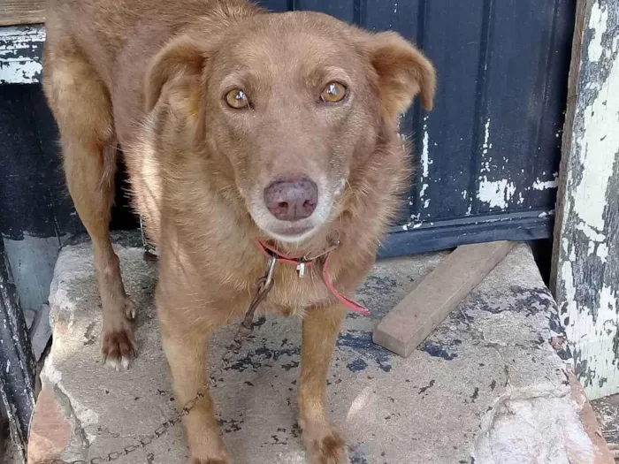 Cachorro ra a Vira lata idade 4 anos nome Chiquinha