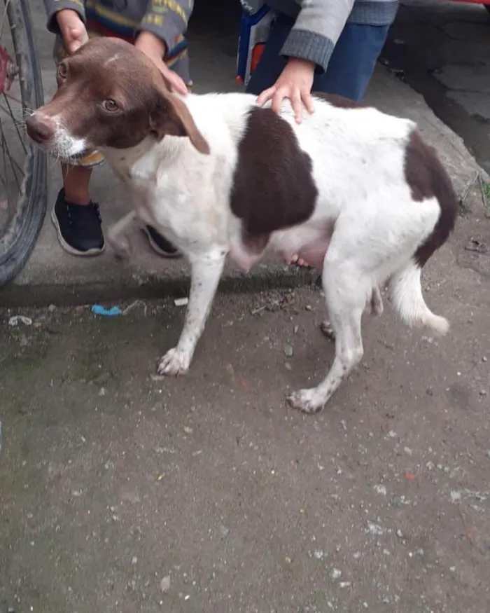 Cachorro ra a  idade 1 ano nome Não sei 