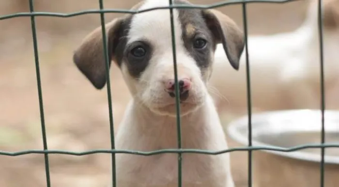 Cachorro ra a  idade 1 ano nome Não sei 