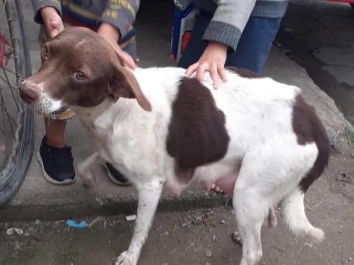 Cachorro ra a  idade 1 ano nome Não sei 