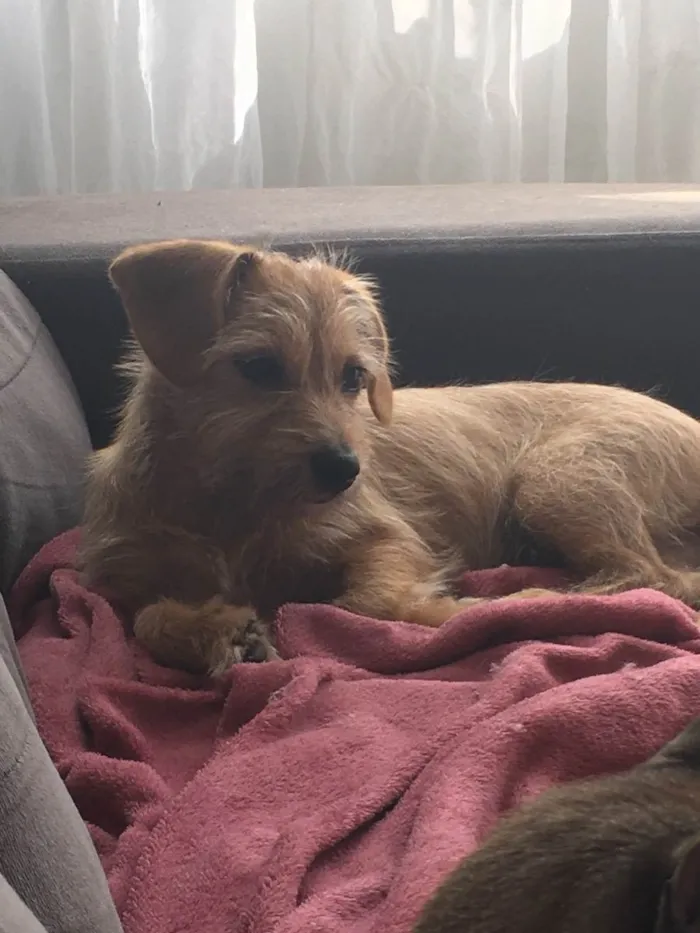 Cachorro ra a Vira lata idade  nome Luna