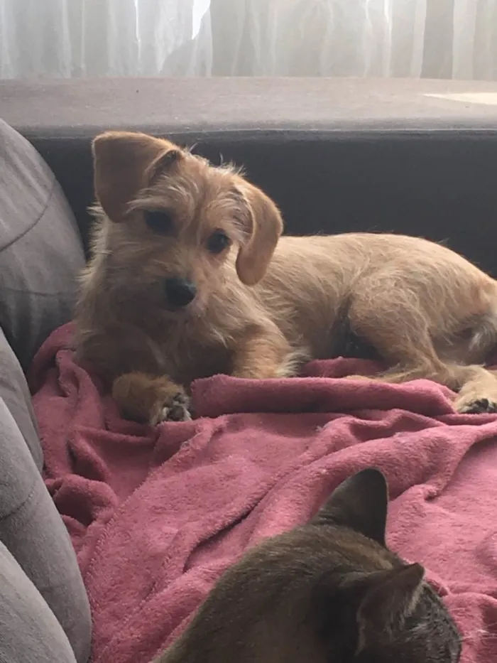 Cachorro ra a Vira lata idade  nome Luna