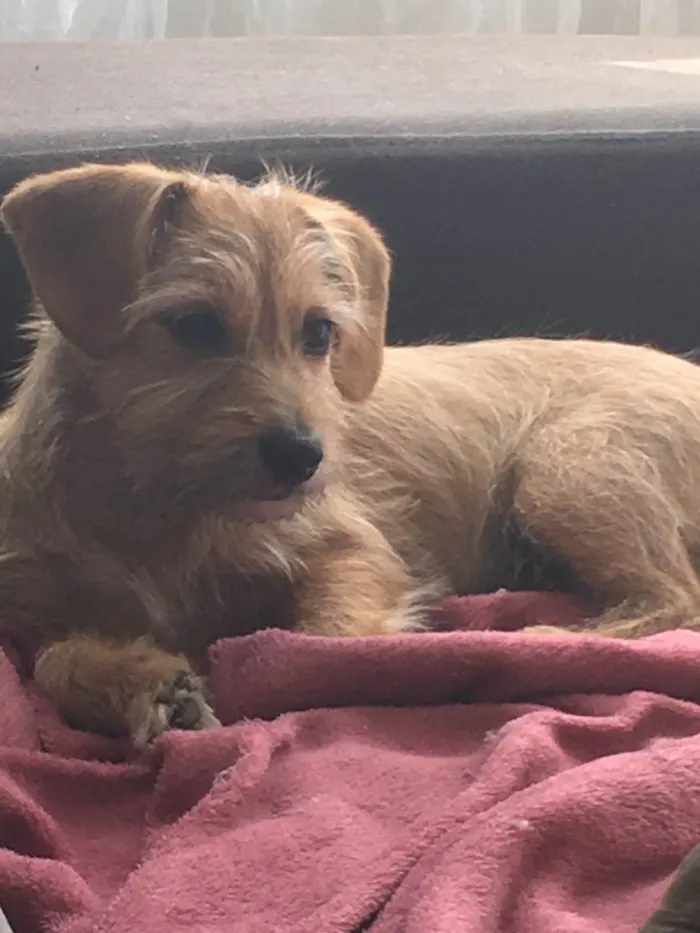 Cachorro ra a Vira lata idade  nome Luna