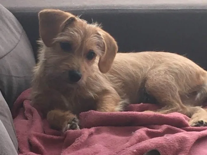 Cachorro ra a Vira lata idade  nome Luna