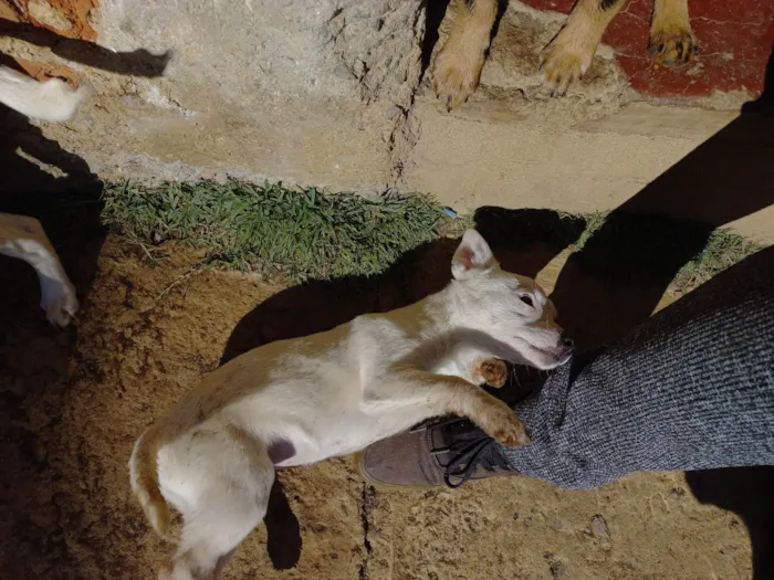 Cachorro ra a Sem raça definida  idade 2 a 6 meses nome Em busca de amor 