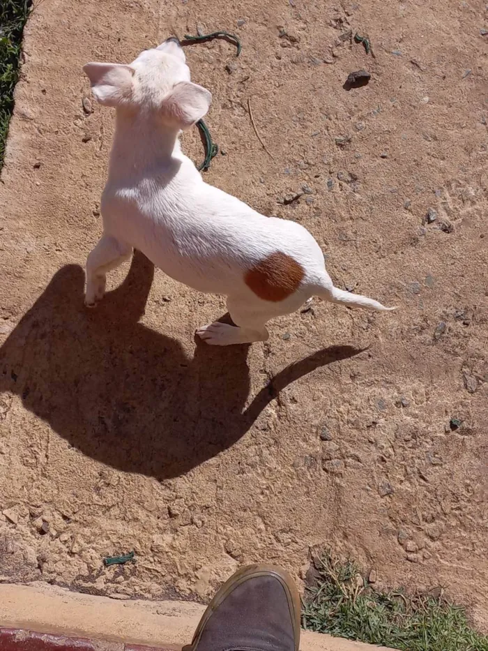 Cachorro ra a Sem raça definida  idade 2 a 6 meses nome Em busca de amor 