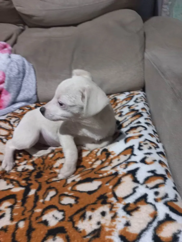 Cachorro ra a Sem raça definida  idade 2 a 6 meses nome Em busca de amor 