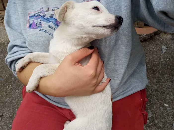 Cachorro ra a Sem raça definida  idade 2 a 6 meses nome Em busca de amor 