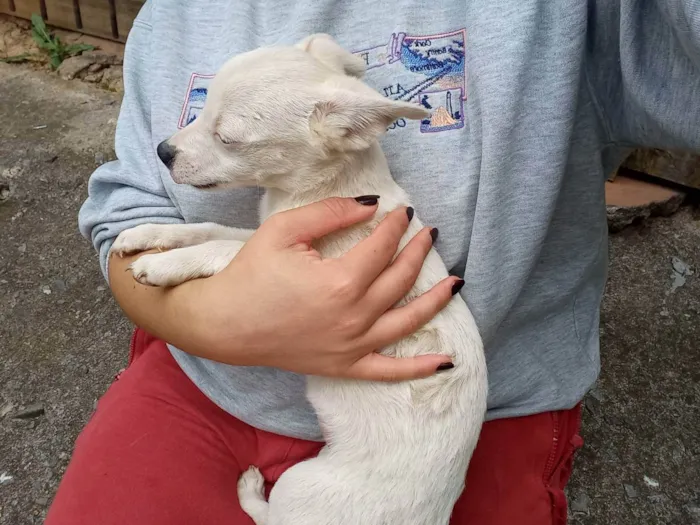 Cachorro ra a Sem raça definida  idade 2 a 6 meses nome Em busca de amor 