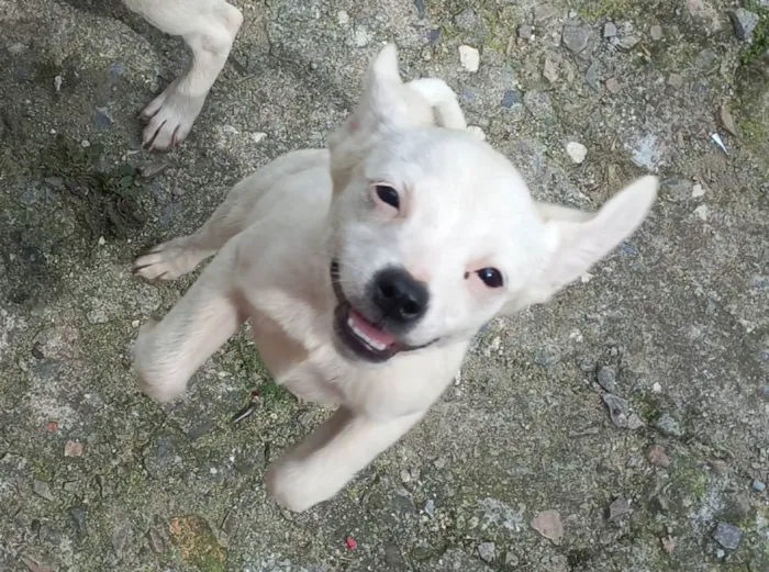 Cachorro ra a Sem raça definida  idade 2 a 6 meses nome Em busca de amor 