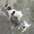 Em busca de amor