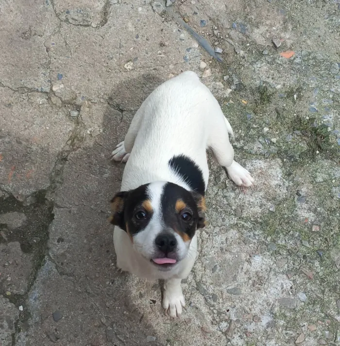 Cachorro ra a Sem raça definida  idade 2 a 6 meses nome Em busca de amor 