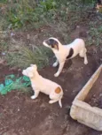 Em busca de amor