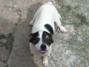 Cachorro raça Sem raça definida  idade 2 a 6 meses nome Em busca de amor 