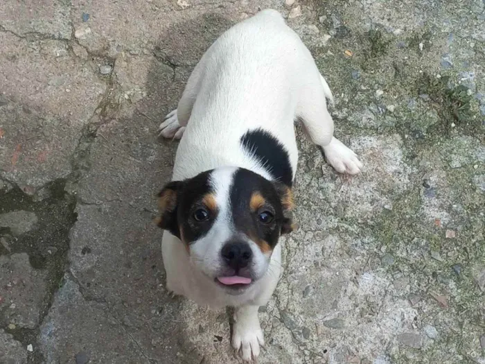 Cachorro ra a Sem raça definida  idade 2 a 6 meses nome Em busca de amor 