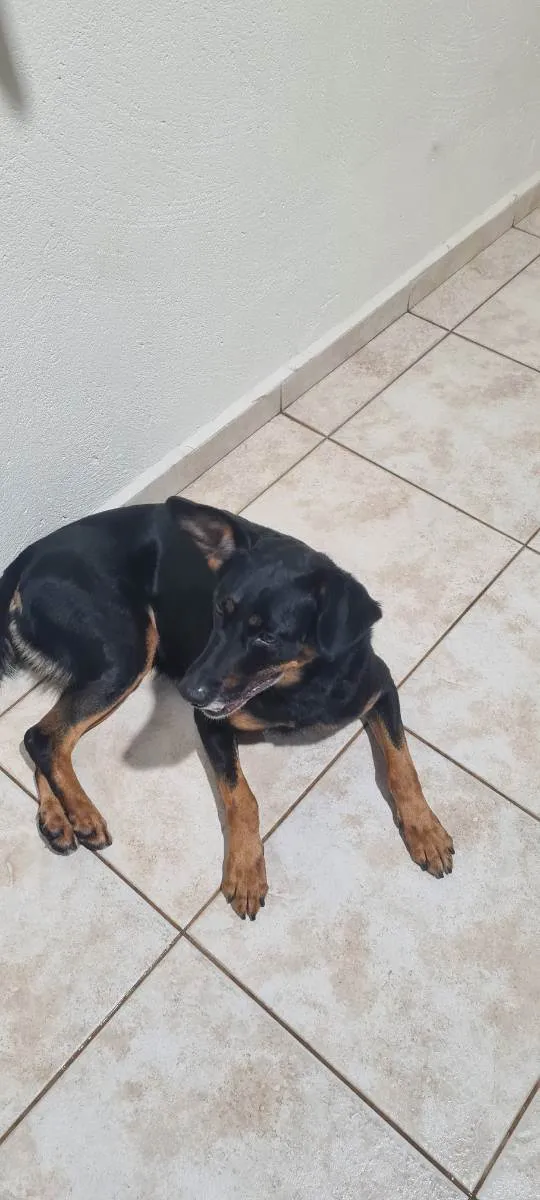 Cachorro ra a Viralata idade 5 anos nome Lola