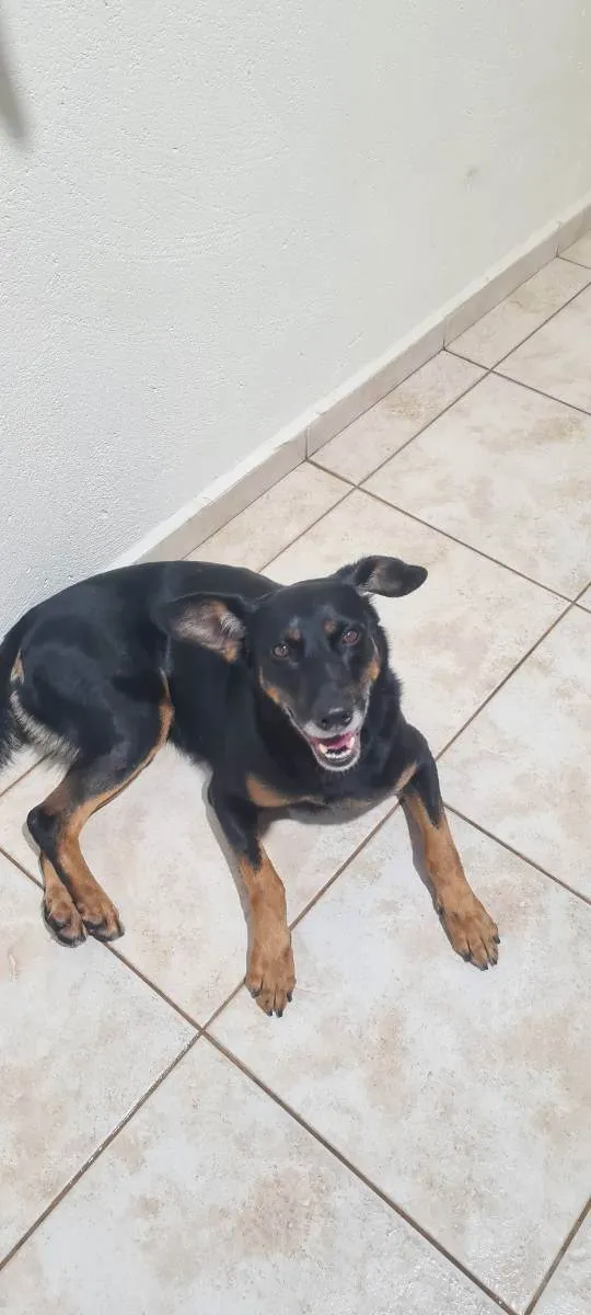 Cachorro ra a Viralata idade 5 anos nome Lola