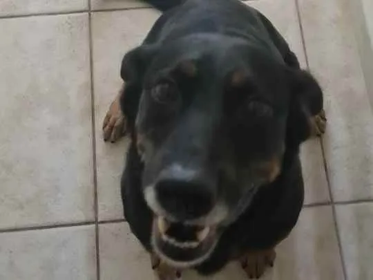 Cachorro ra a Viralata idade 5 anos nome Lola