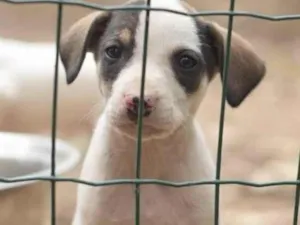 Cachorro raça  idade 1 ano nome Não sei 