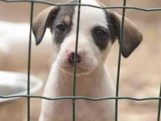 Cachorro ra a  idade 1 ano nome Não sei 