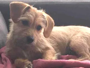 Cachorro raça Vira lata idade  nome Luna