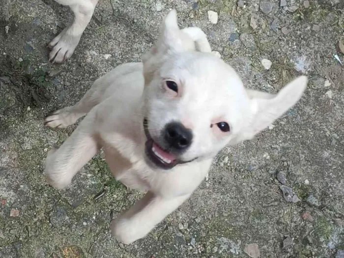 Cachorro ra a Sem raça definida  idade 2 a 6 meses nome Em busca de amor 