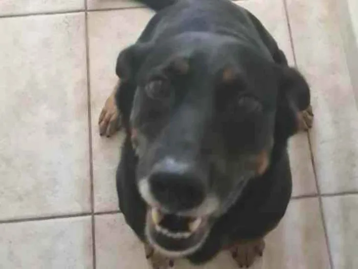 Cachorro ra a Viralata idade 5 anos nome Lola