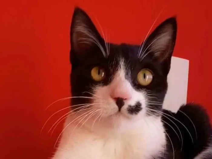 Gato ra a Srd idade 2 a 6 meses nome Levi