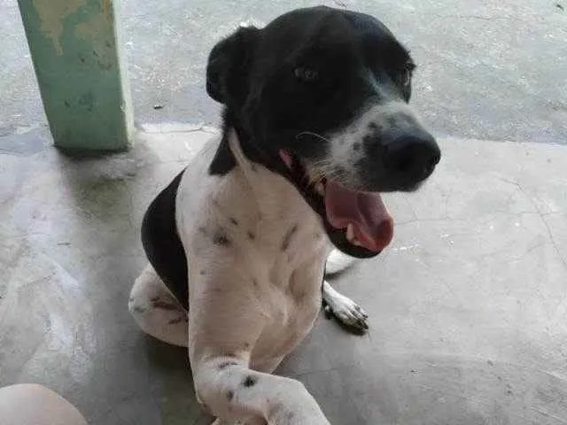 Cachorro ra a Não sei idade 3 anos nome Peteca