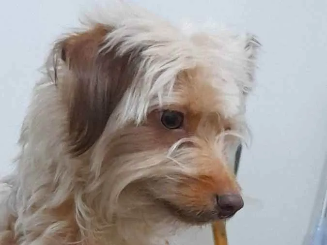 Cachorro ra a Sem raça definida idade 2 anos nome Amora