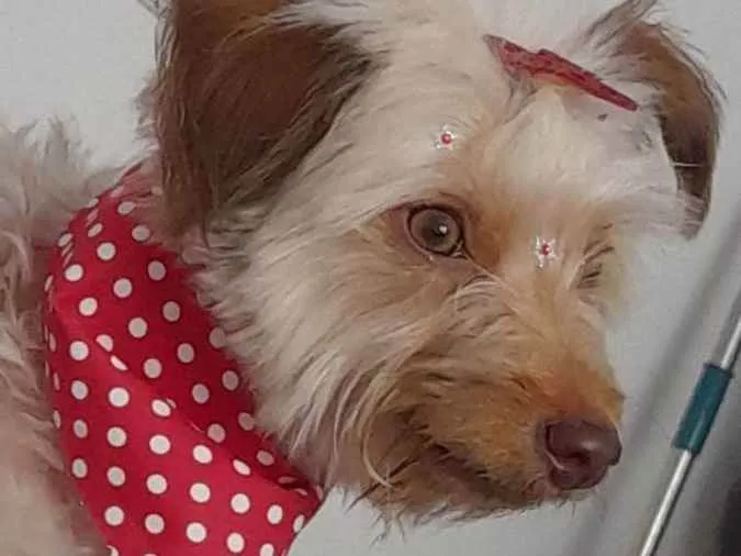 Cachorro ra a Sem raça definida idade 2 anos nome Amora