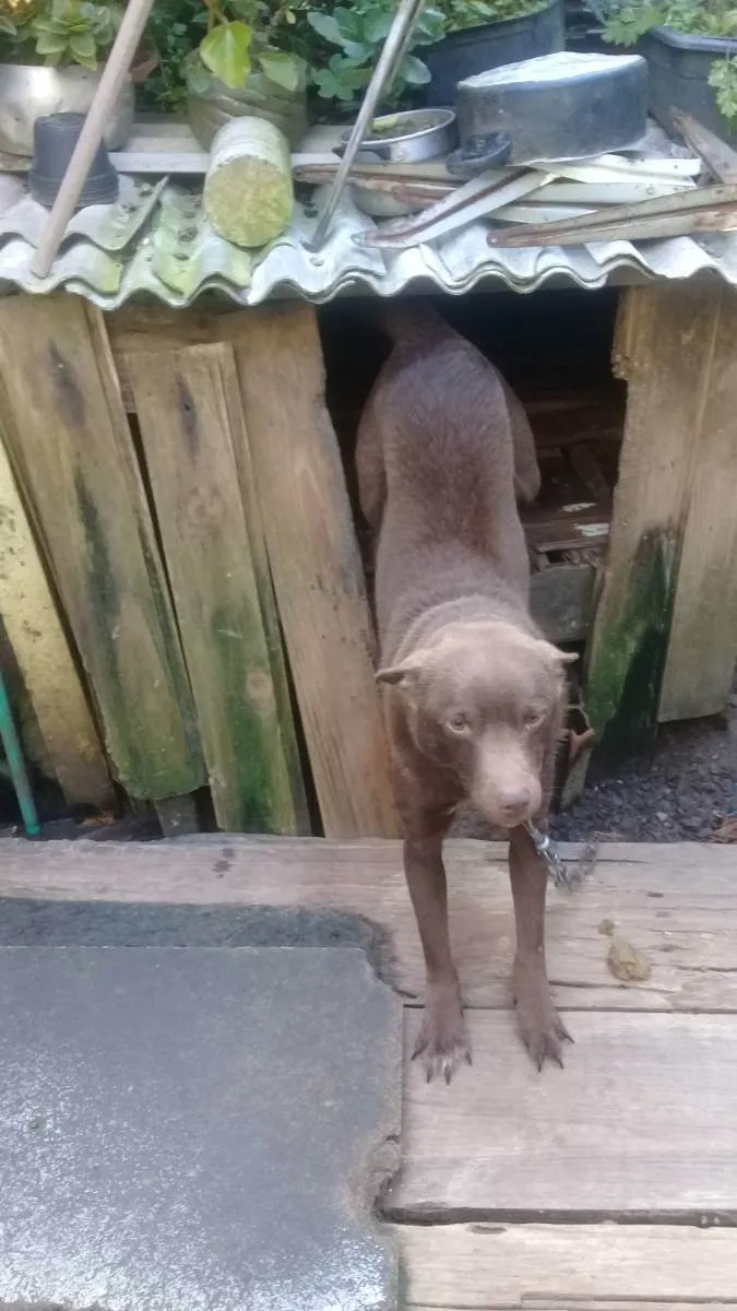 Cachorro ra a indefinido idade 2 anos nome Alarico