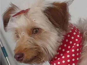 Cachorro raça Sem raça definida idade 2 anos nome Amora