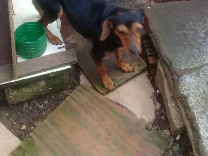 Cachorro ra a indefinido idade 1 ano nome Paulão