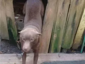 Cachorro raça indefinido idade 2 anos nome Alarico