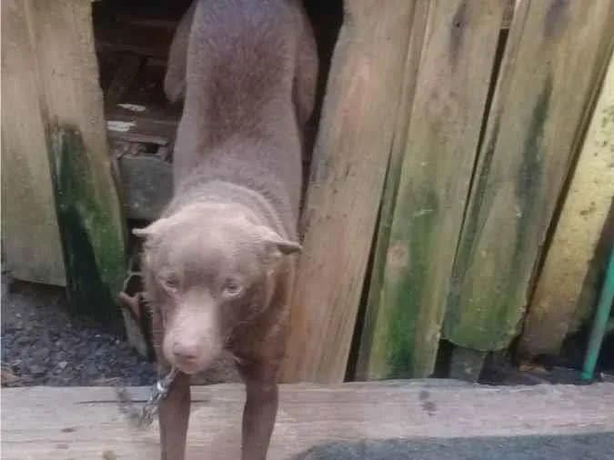 Cachorro ra a indefinido idade 2 anos nome Alarico