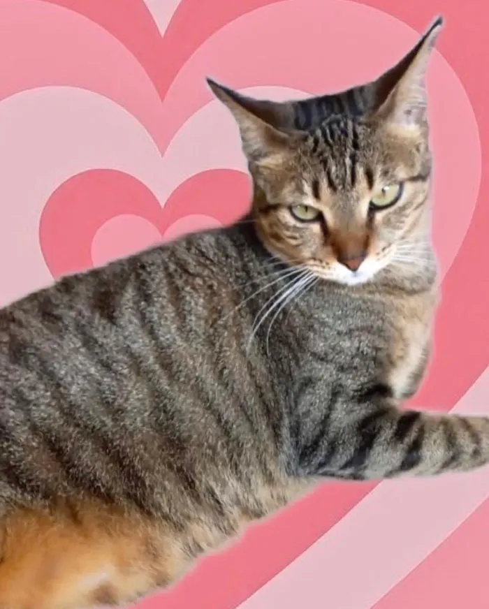Gato ra a Srd idade 1 ano nome Stella tigrada ruiva