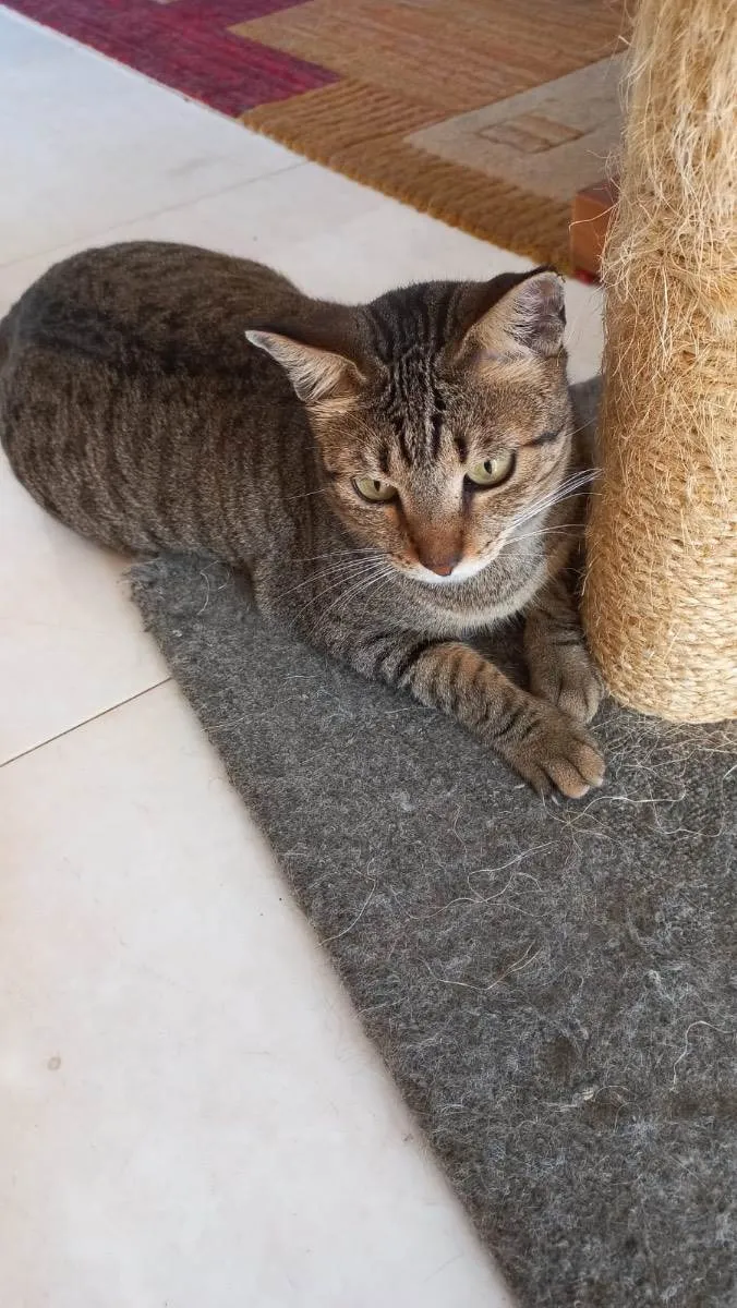 Gato ra a Srd idade 1 ano nome Stella tigrada ruiva