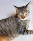 Stella tigrada ruiva