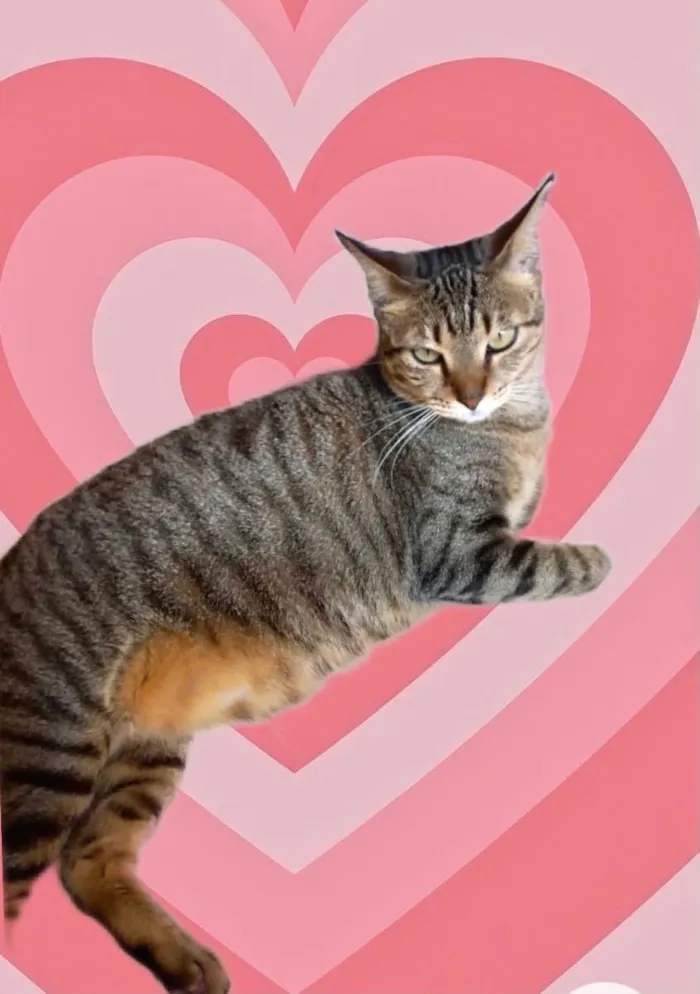 Gato ra a Srd idade 1 ano nome Stella tigrada ruiva