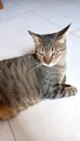 Stella tigrada ruiva