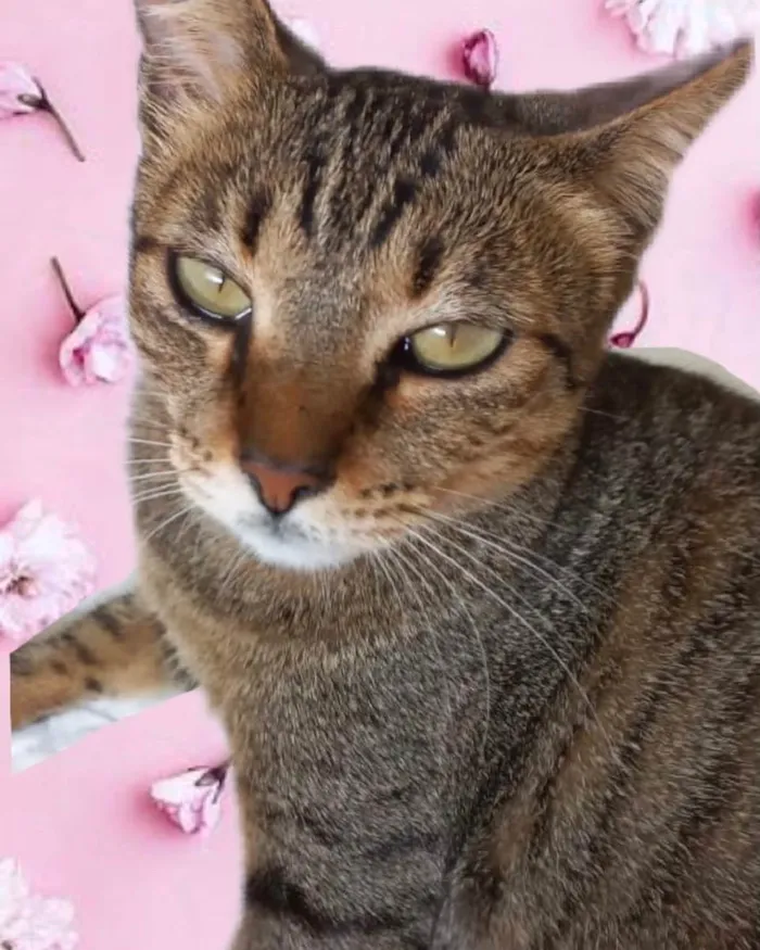 Gato ra a Srd idade 1 ano nome Stella tigrada ruiva