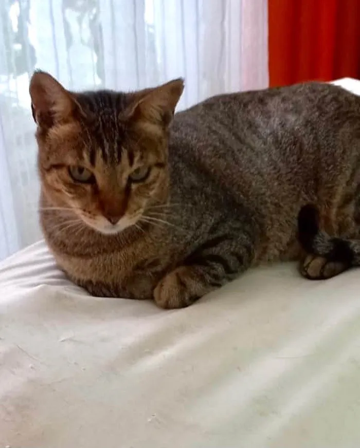Gato ra a Srd idade 1 ano nome Stella tigrada ruiva