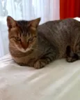 Stella tigrada ruiva