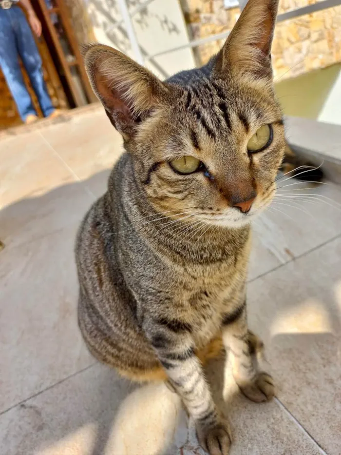 Gato ra a Srd idade 1 ano nome Stella tigrada ruiva