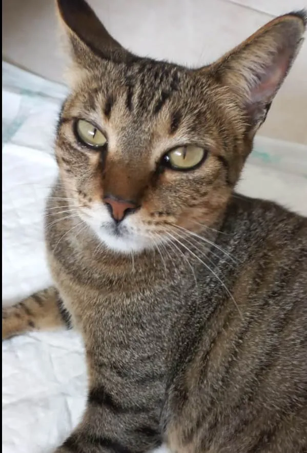 Gato ra a Srd idade 1 ano nome Stella tigrada ruiva