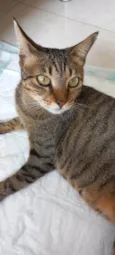 Stella tigrada ruiva