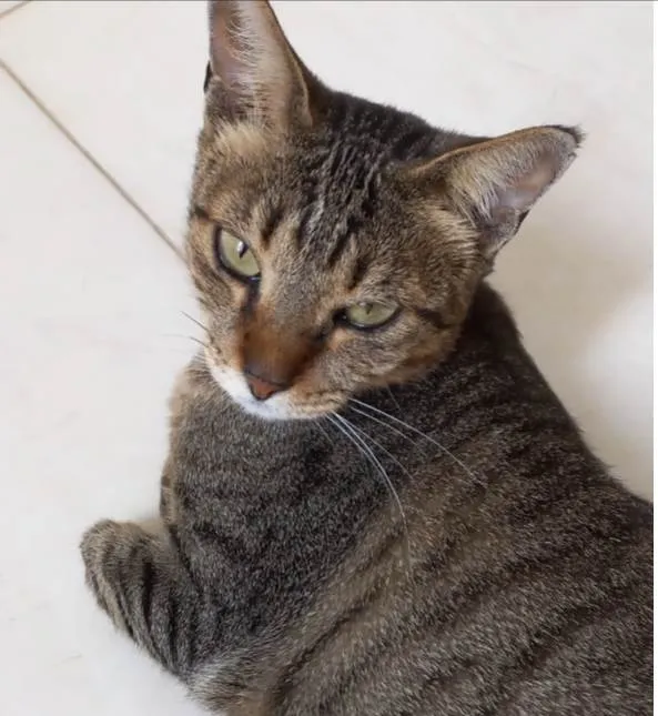 Gato ra a Srd idade 1 ano nome Stella tigrada ruiva