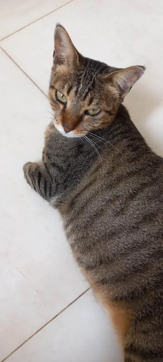 Gato ra a Srd idade 1 ano nome Stella tigrada ruiva